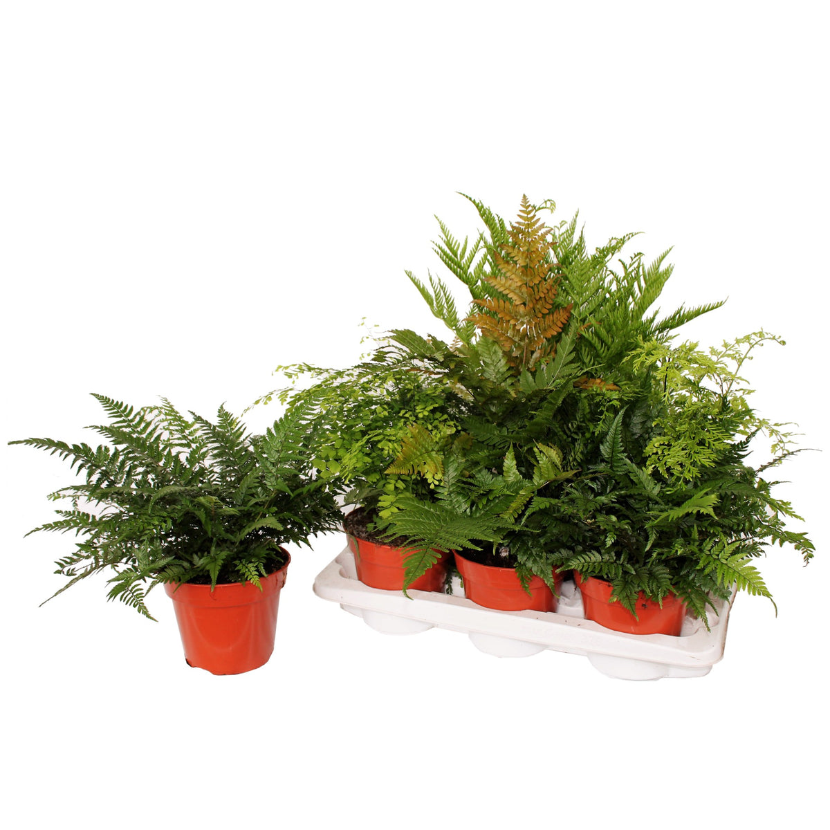Ferns mix 50cm 17cm Pot