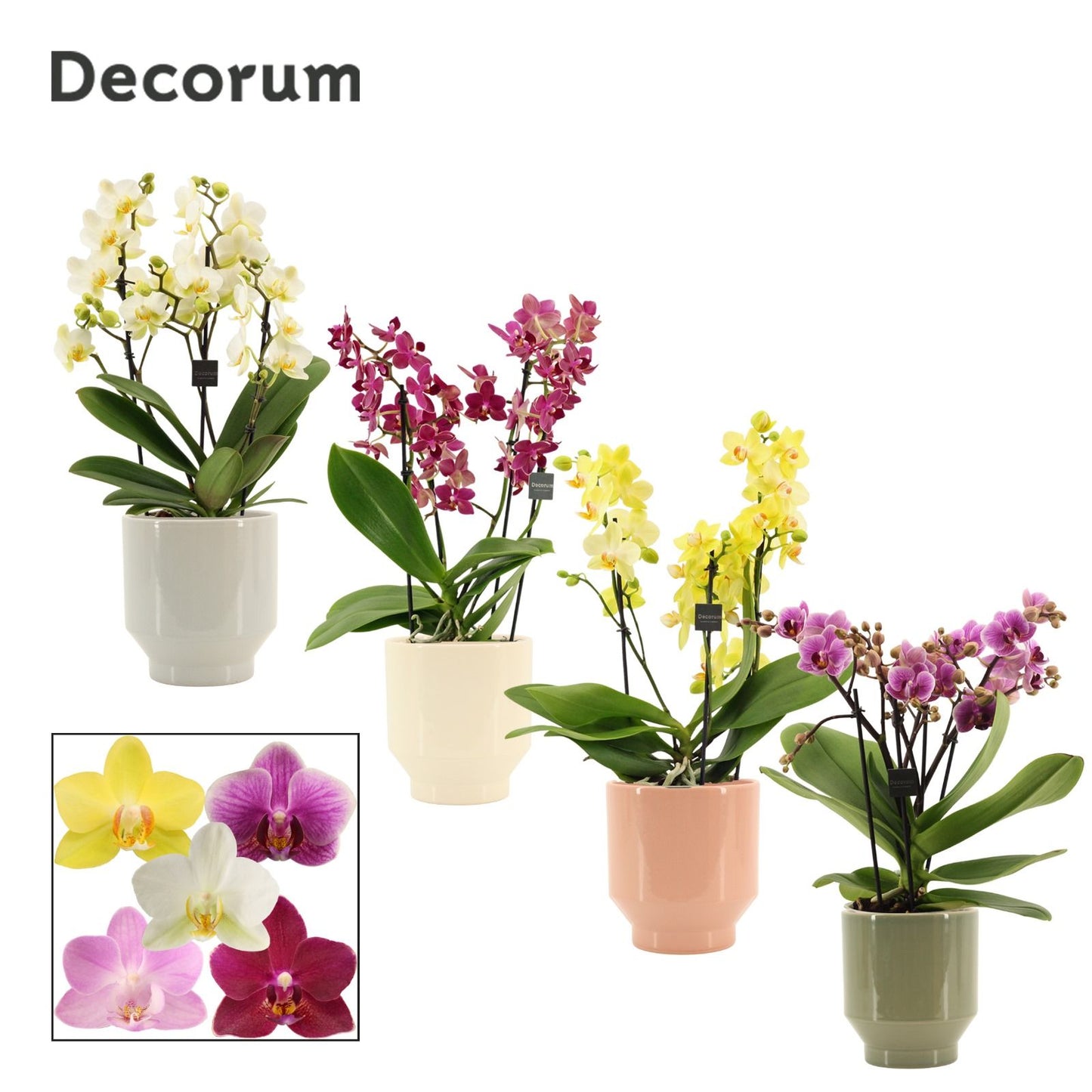 Phalaenopsis mix 35cm 12cm Pot