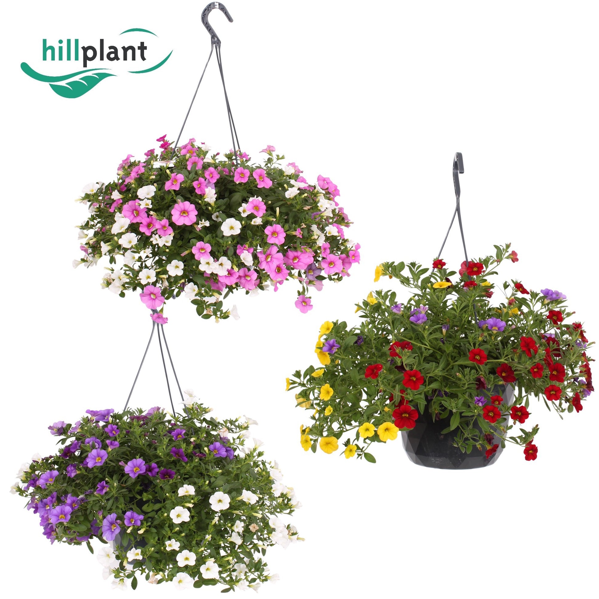 Calibrachoa mix kar 50cm 23cm Pot