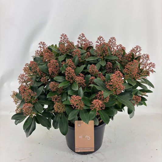 Skimmia japonica Intense 65cm 31cm Pot