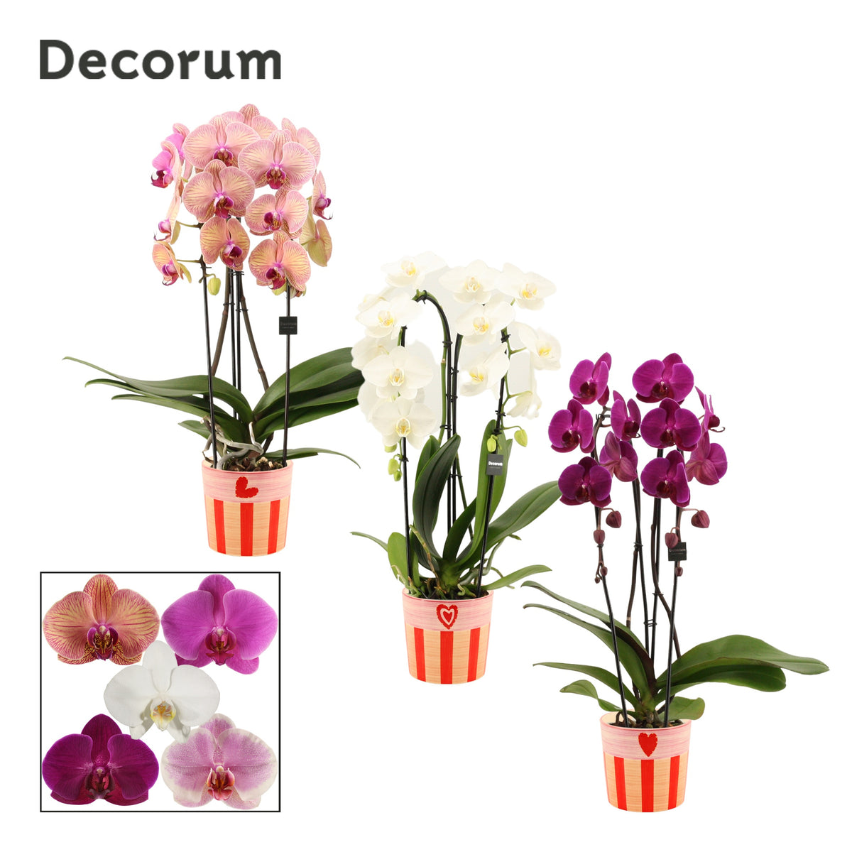 Phalaenopsis mix 55cm 12cm Pot