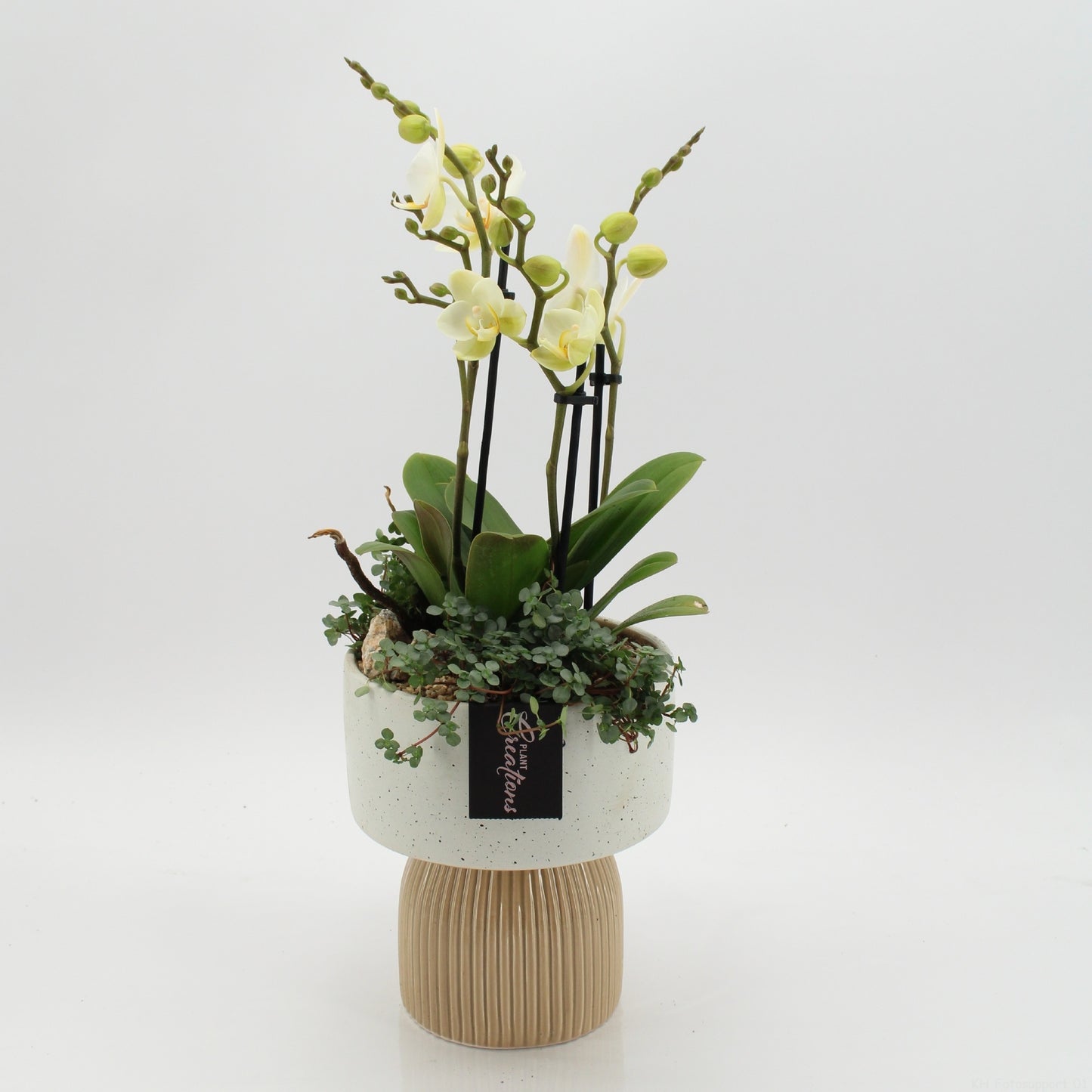 PHAL-2625W Phalaenopsis creatie 50cm 16cm Pot
