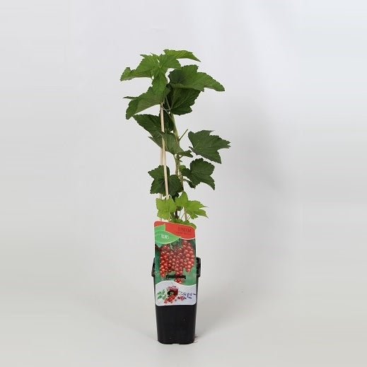 Ribes Jonkheer van Tets (Red Currant) 60cm 14cm Pot