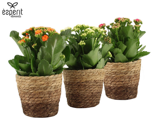 Kalanchoe Rosalina mix 27cm 12cm Pot