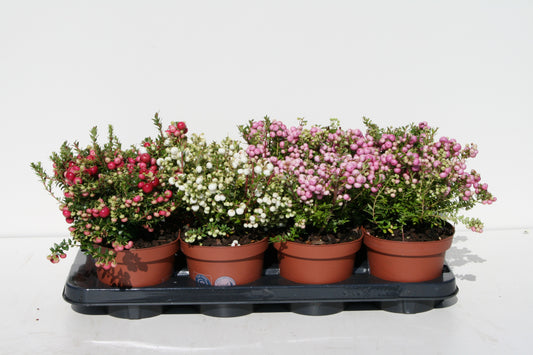 Gaultheria mucronata 25cm 14cm Pot