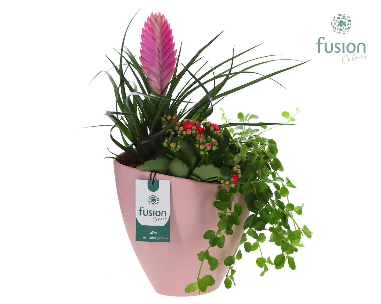 Biologisch afbreekbare schaal Large met arrangement 43cm 21cm Pot