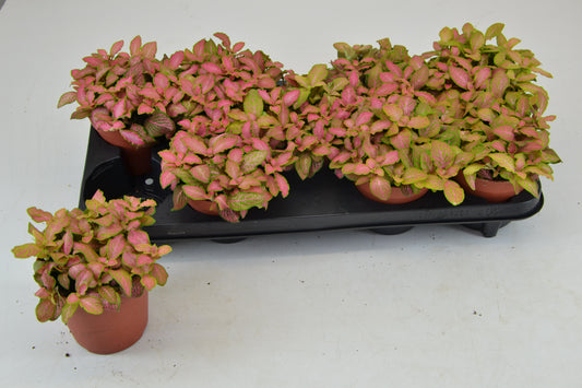 Fittonia verschaffeltii 20cm 12cm Pot