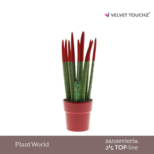 Sansevieria cylindrica 40cm 12cm Pot