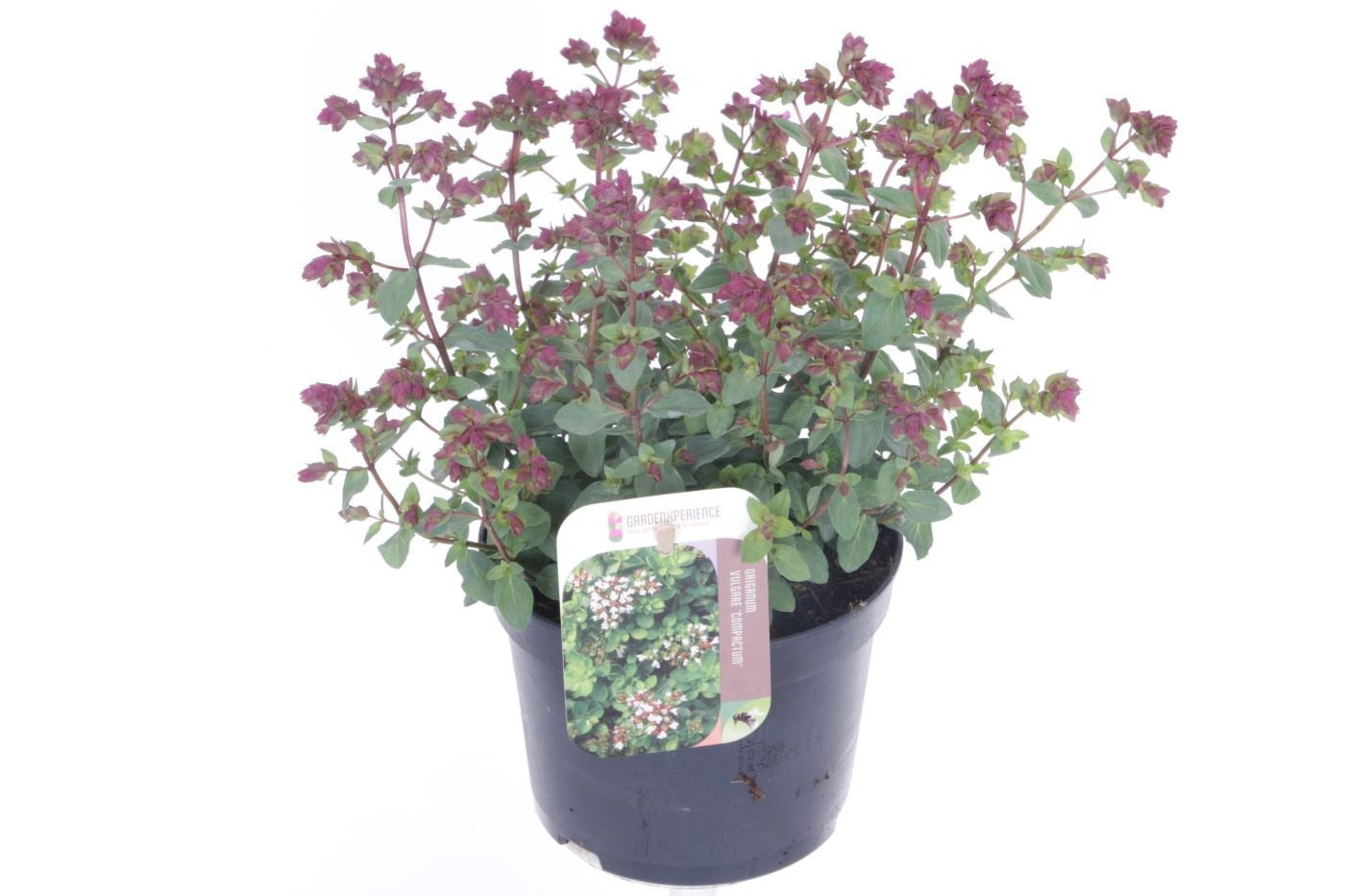 Origanum vul. Compactum 25cm 13cm Pot