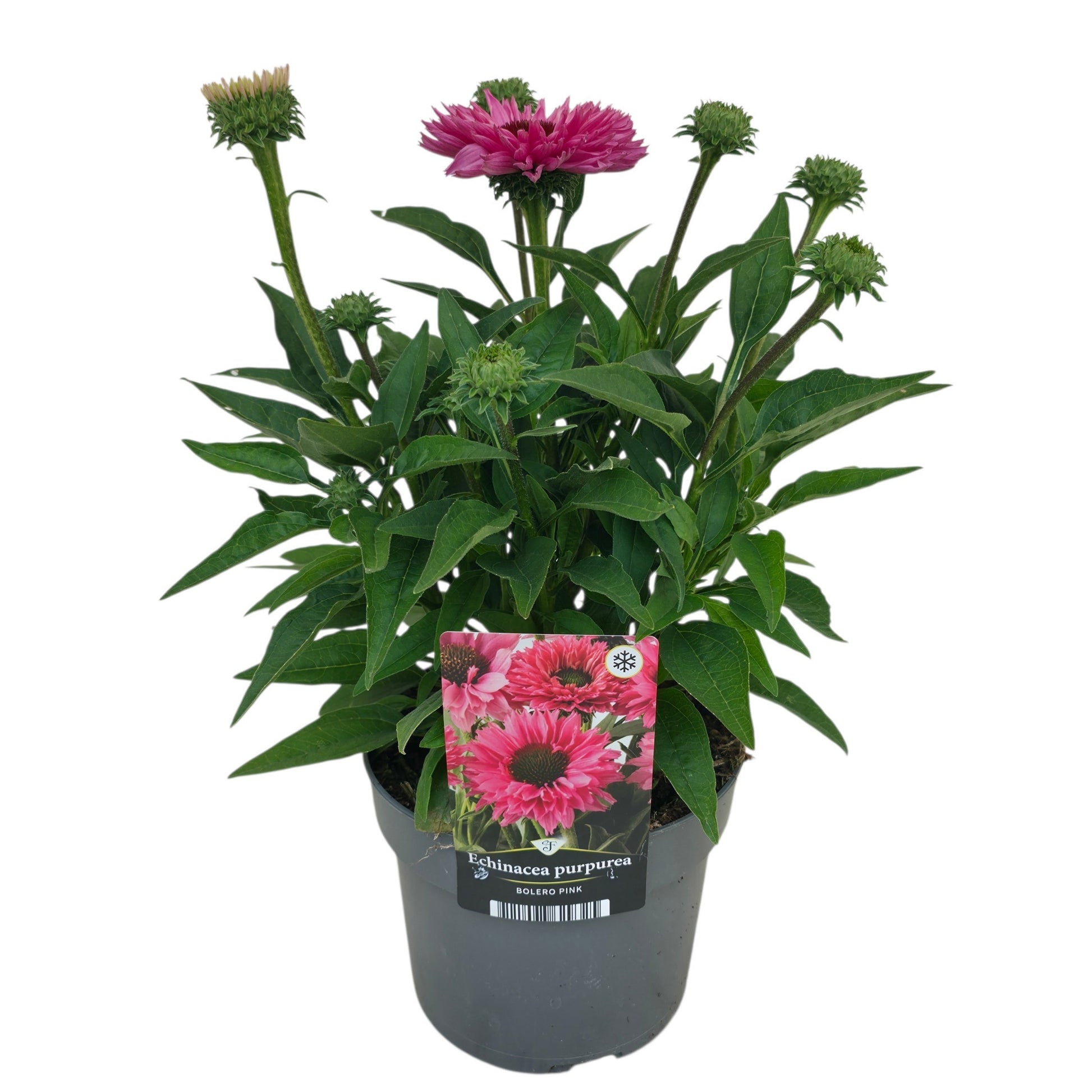 Echinacea Bolero Pink 45cm 17cm Pot