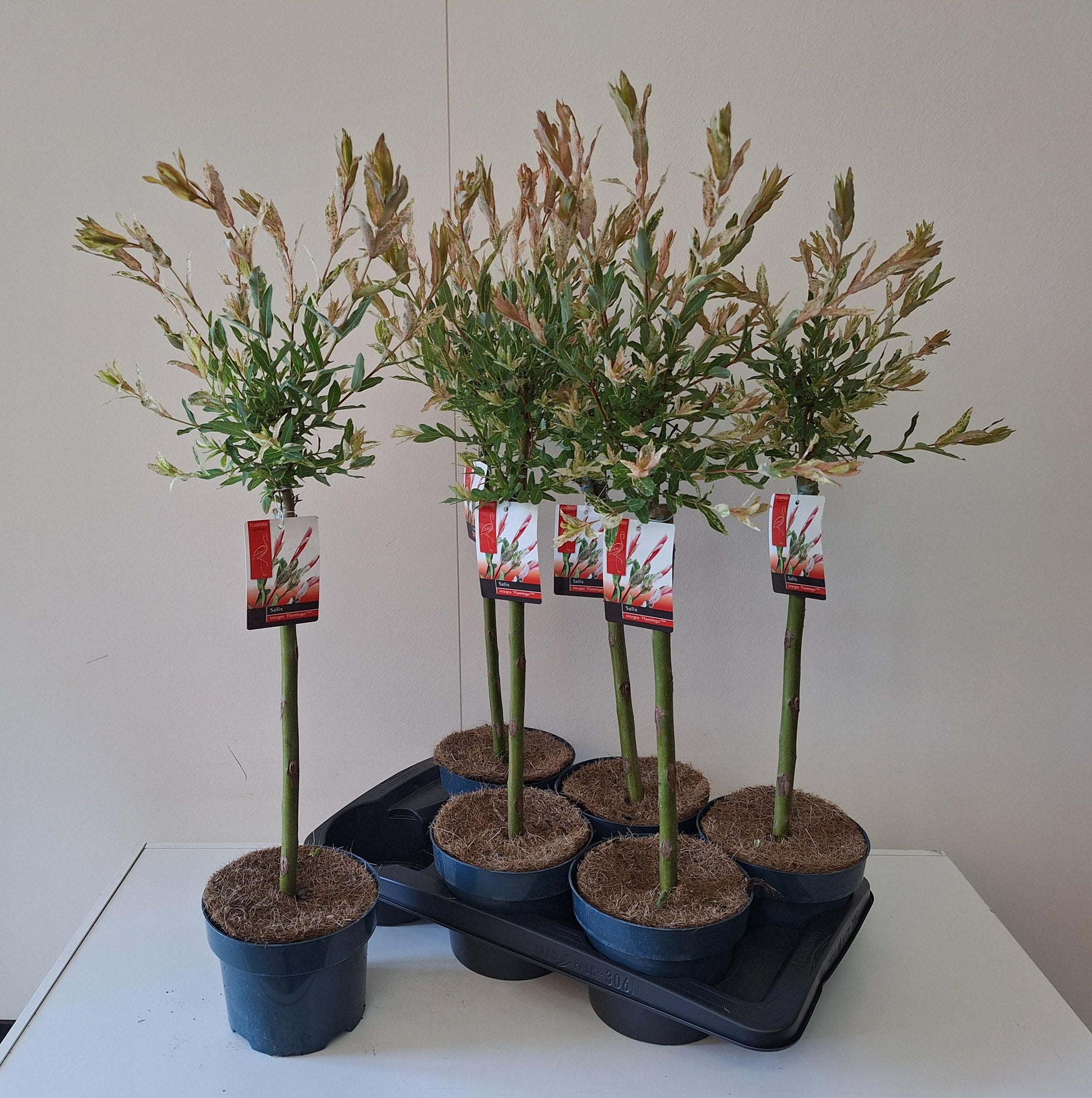 Bontekoe, Salixkw Salix Flamingo stam Pack of 1
