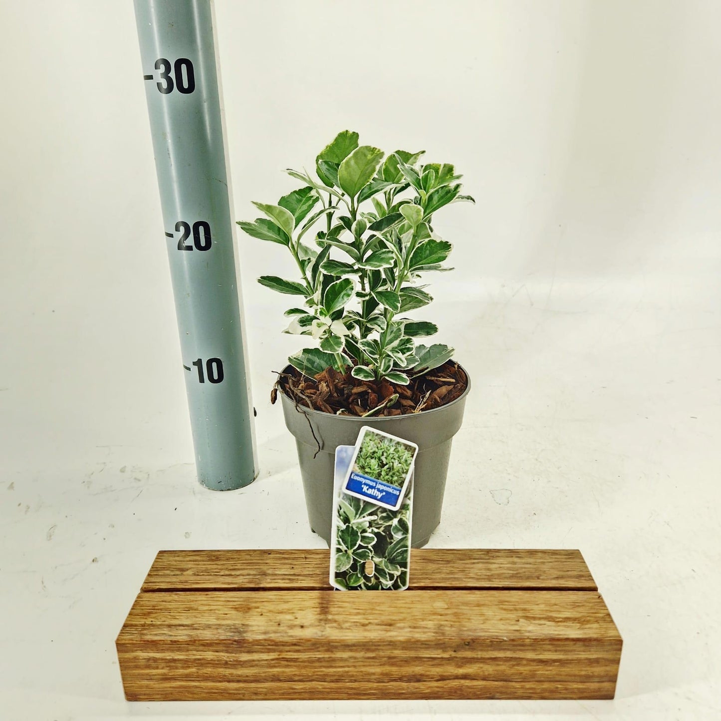Euonymus Kathy 25cm 13cm Pot