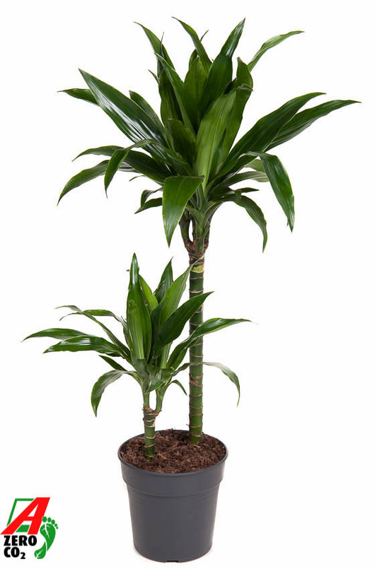 Dracaena fragrans Janet Craig 45-15 110cm 19cm Pot