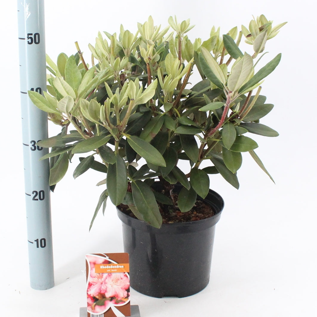 Rhododendron yakushimanum mix 40cm 23cm Pot