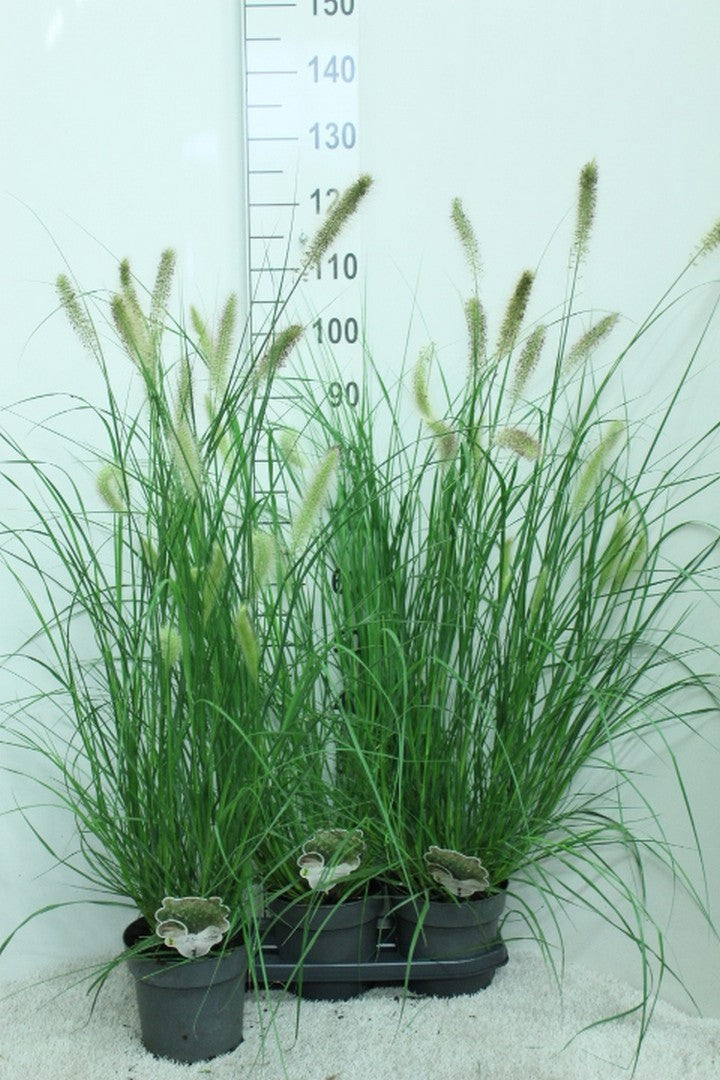 Pennisetum alopecuroides 110cm 19cm Pot