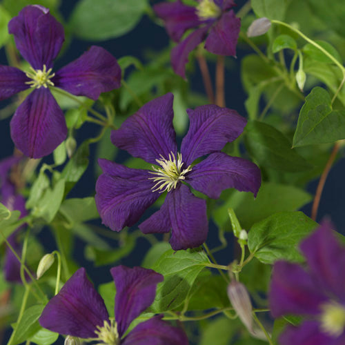 Clematis Etoile Violette 210cm 23cm Pot