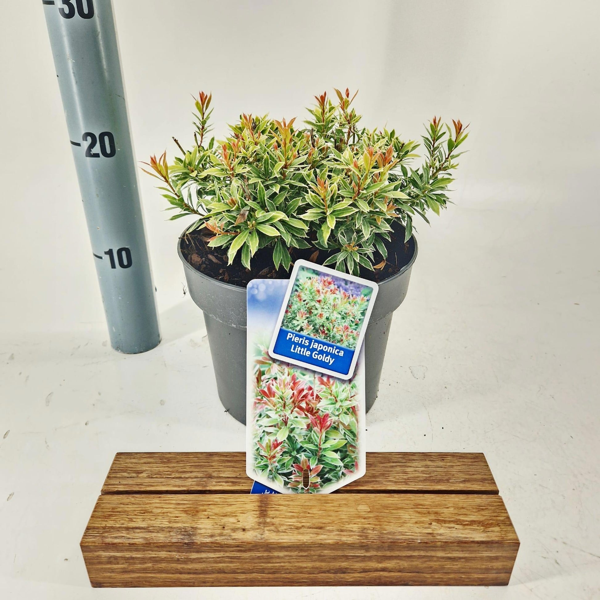 Pieris japonica 25cm 19cm Pot