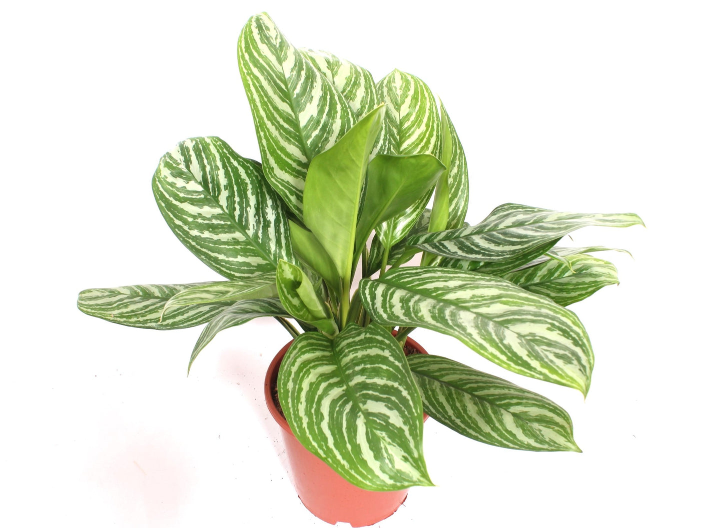 Aglaonema Stripes 80cm 24cm Pot