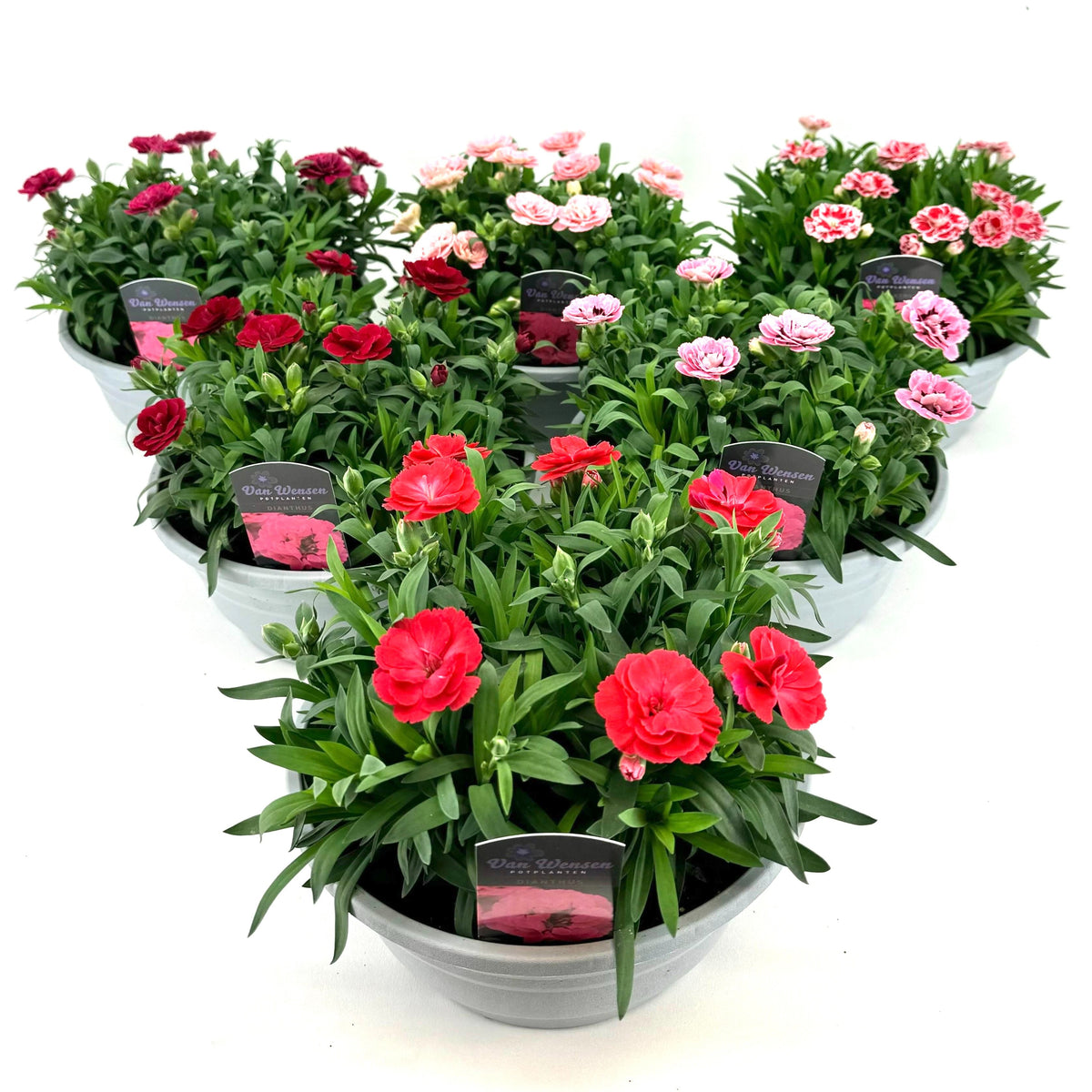 Dianthus Oscar 22cm 21cm Pot