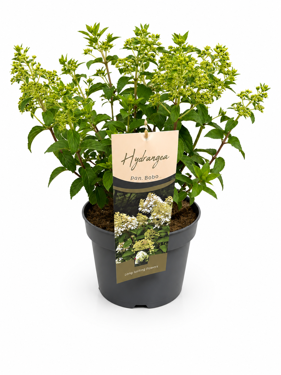 Hydrangea paniculata Bobo 50cm 23cm Pot