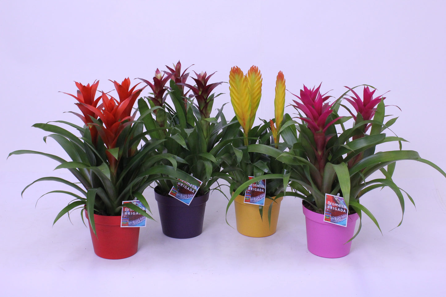 Bromelia mix 45cm 18cm Pot