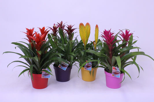 Bromelia mix 45cm 18cm Pot