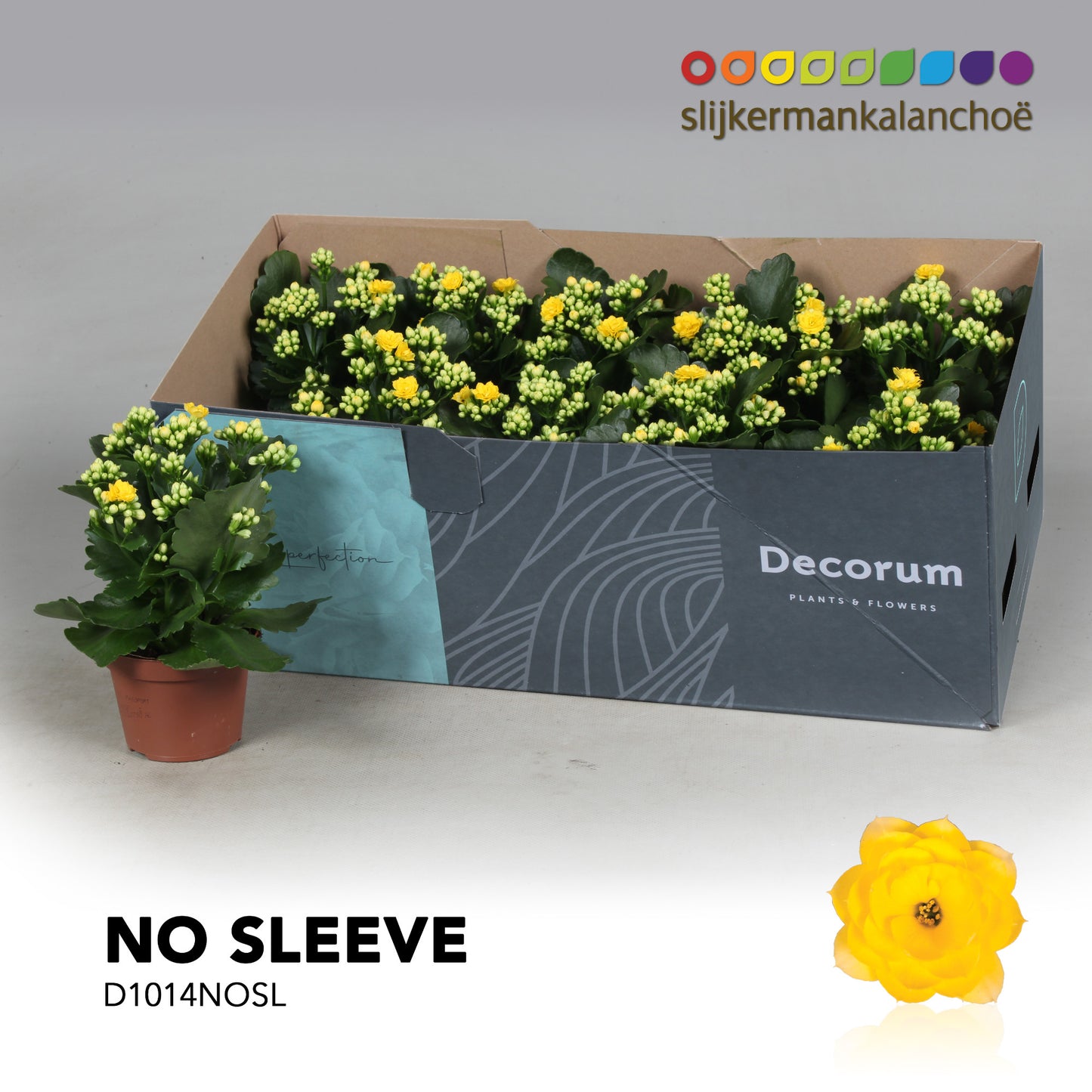 Kalanchoe Sfinx Yellow 23cm 10.5cm Pot