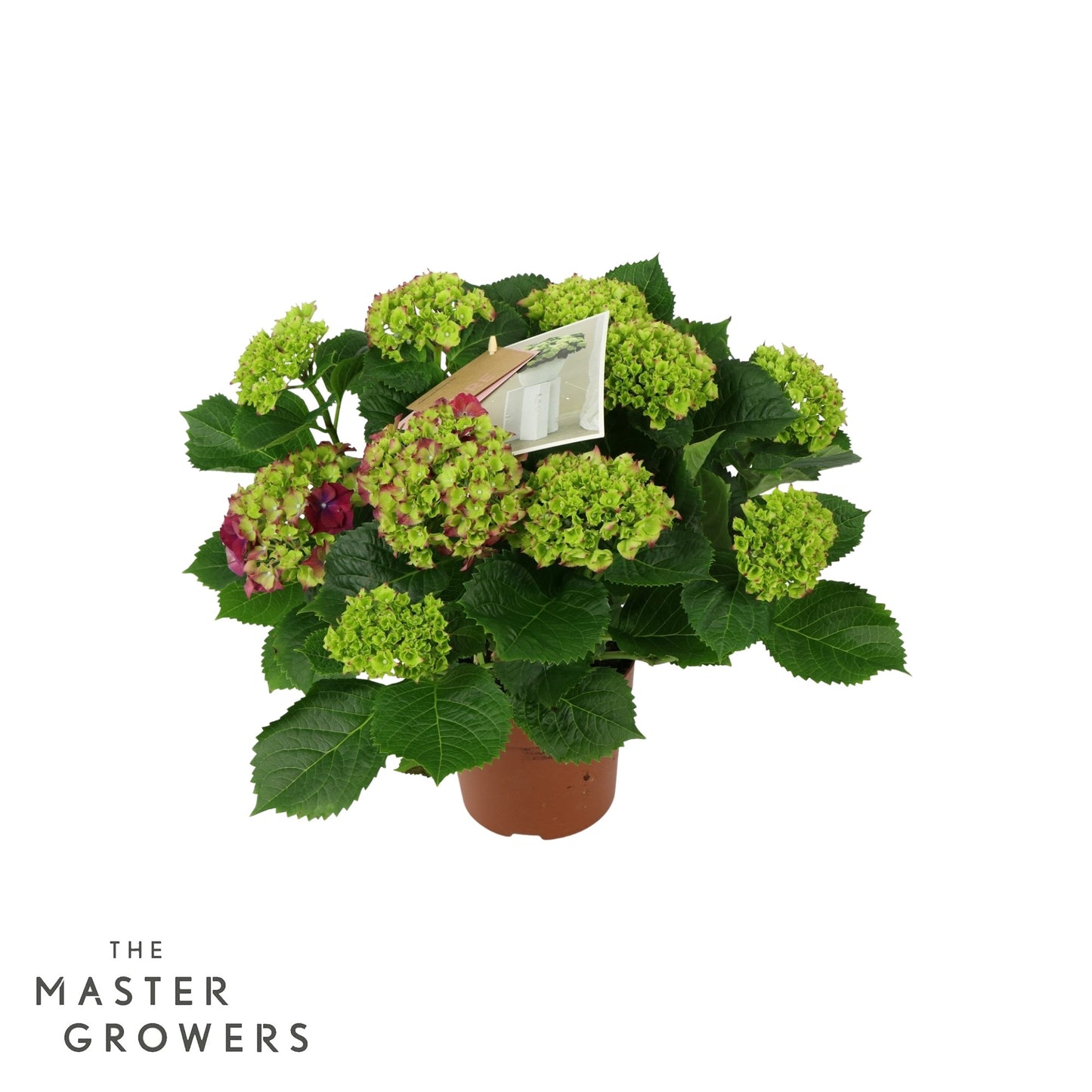 Hydrangea macr. Hi Fire 40cm 14cm Pot