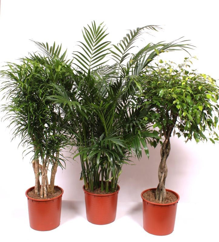 Foliage houseplants mix 170cm 34cm Pot