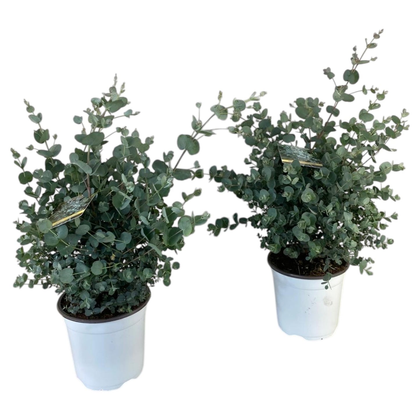 Eucalyptus gunnii 45cm 17cm Pot