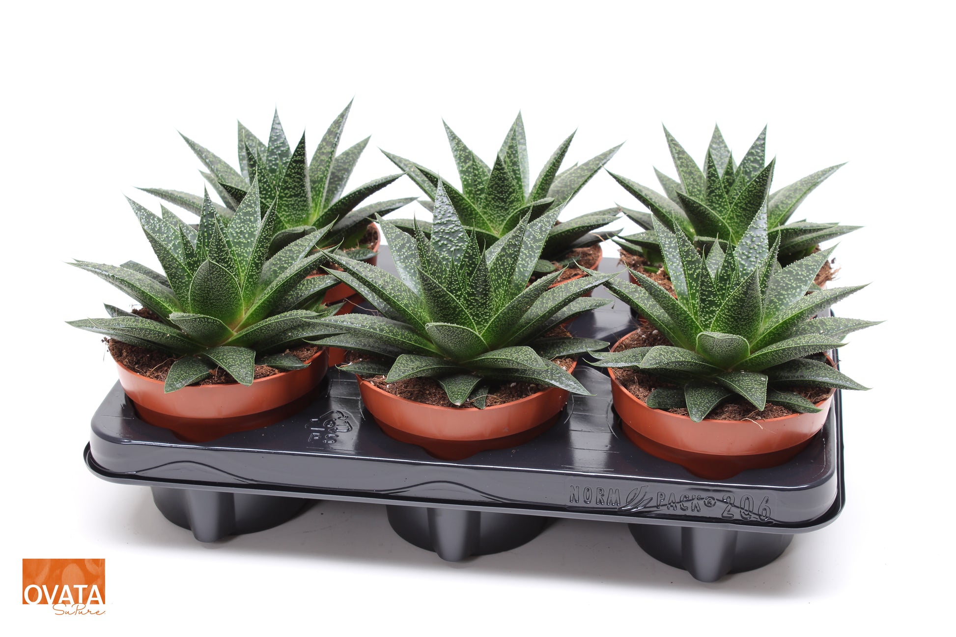 Ovata BV Gasteria Noa Pack of 6