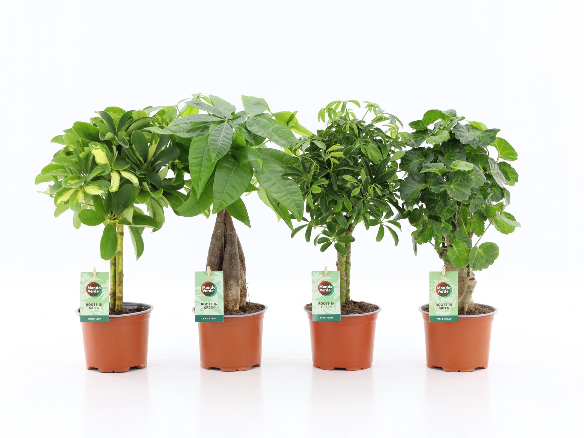 Foliage houseplants mix 45cm 12cm Pot