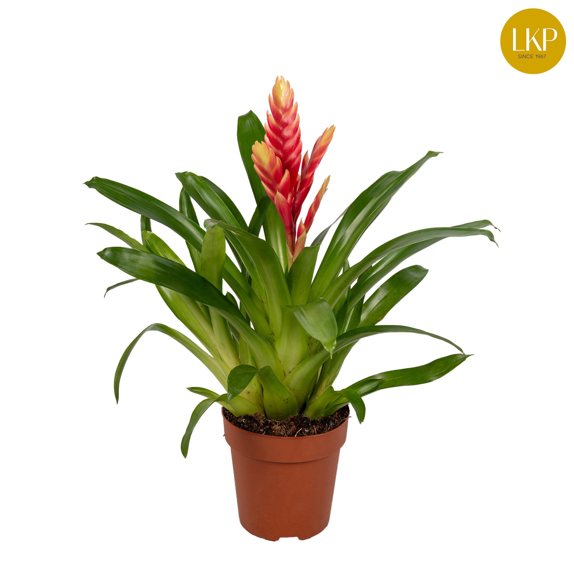Vriesea Madonna 45cm 12cm Pot