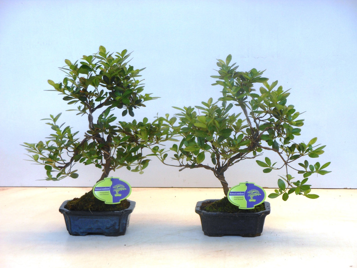 Rhododendron hippophaeoides 30cm 15cm Pot