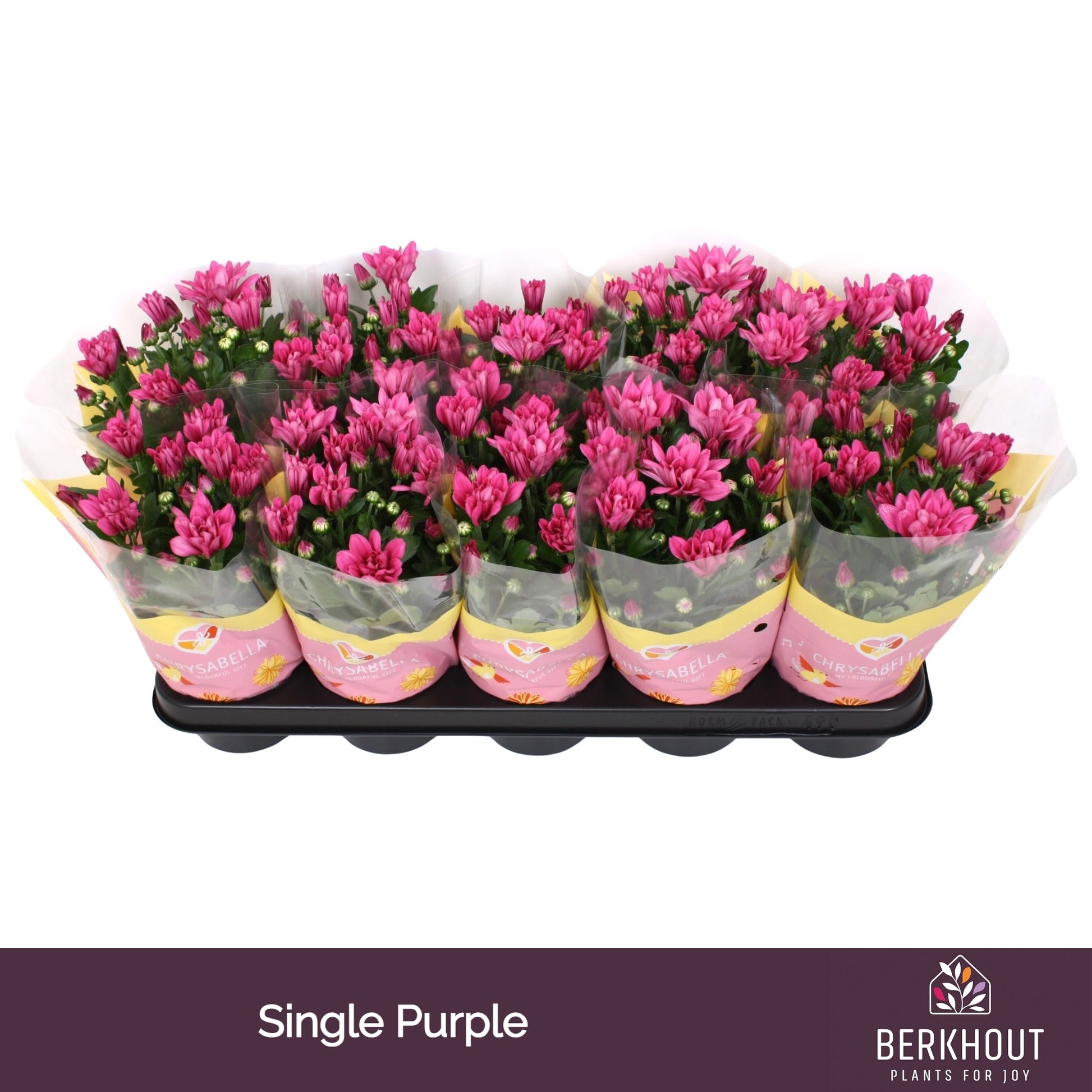 Chrysanthemum purple 23cm 12cm Pot