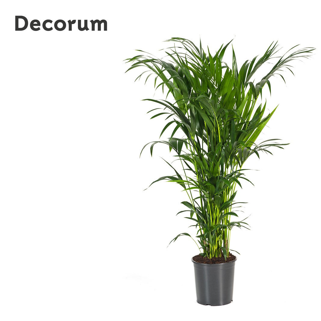 Howea forsteriana 160cm 32cm Pot