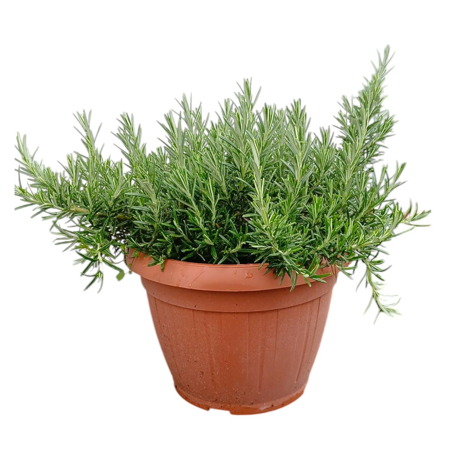 Rosmarinus officinalis Prostratus 45cm 25cm Pot