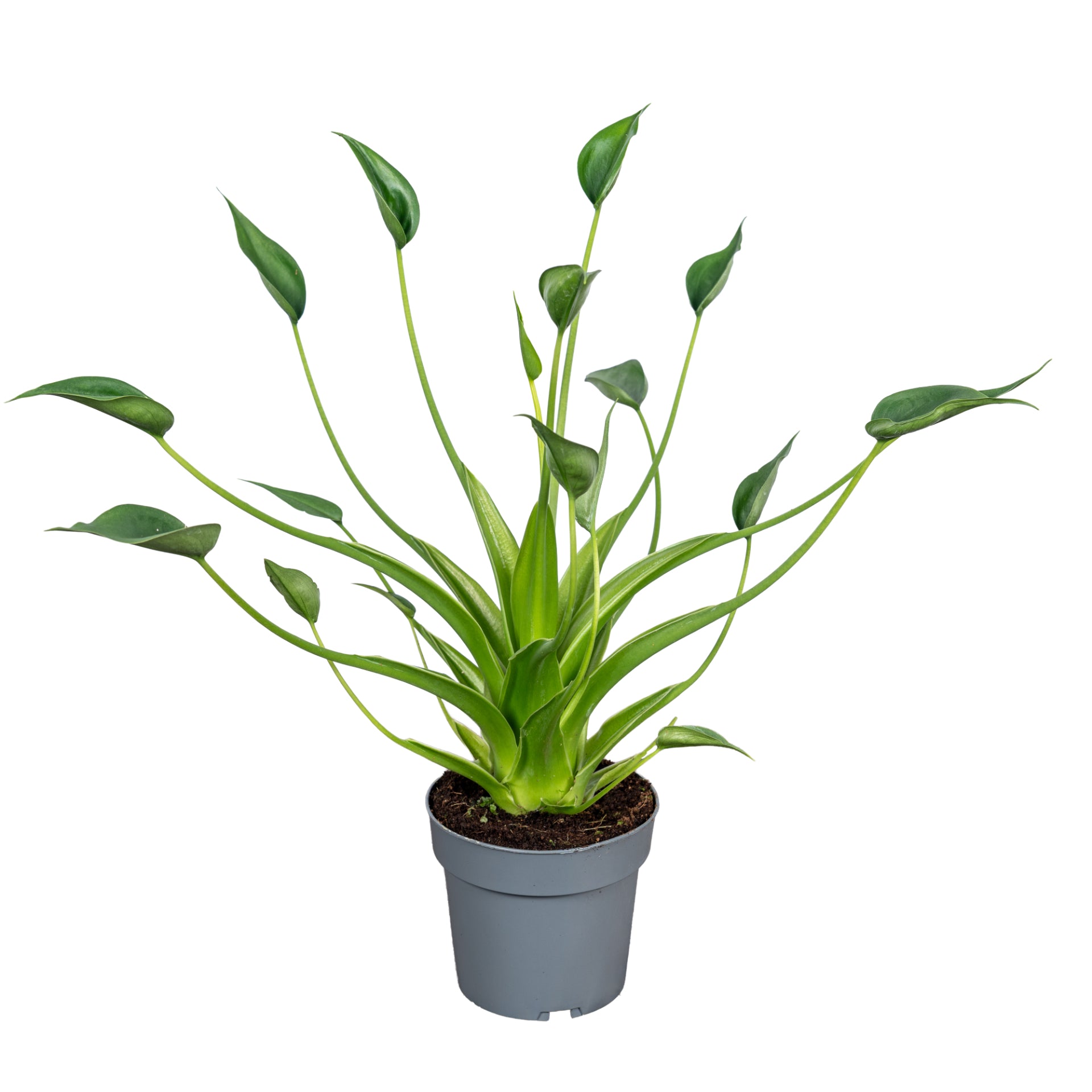 Ichtus Plants Alocasia Tiny Dancers Pack of 6