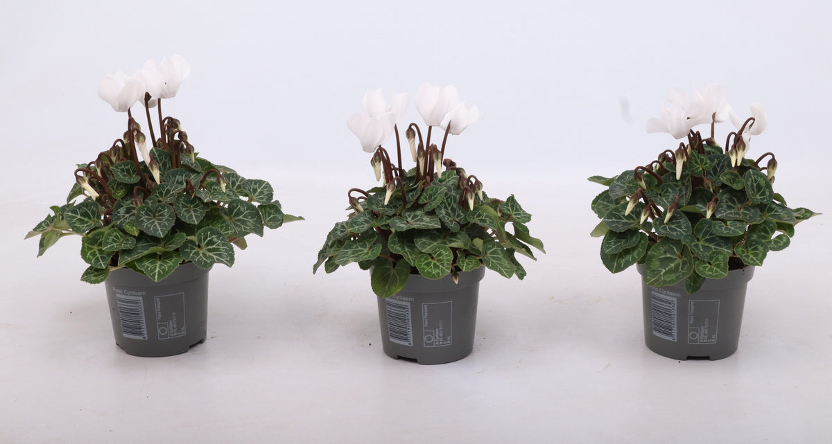 Cyclamen Verano Mix 15cm 9cm Pot