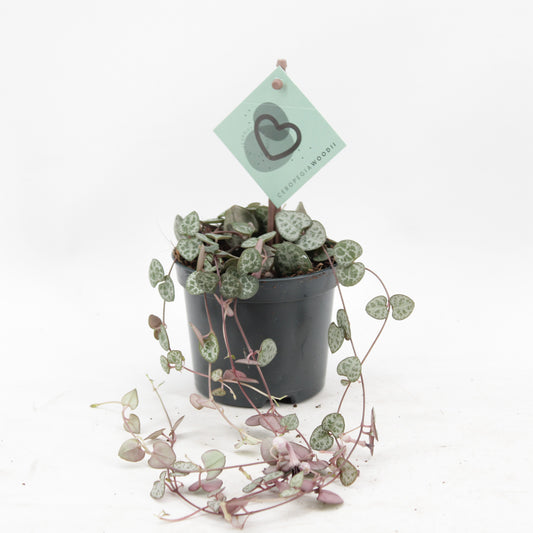Ceropegia woodii (string of hearts) 20cm 8.5cm Pot