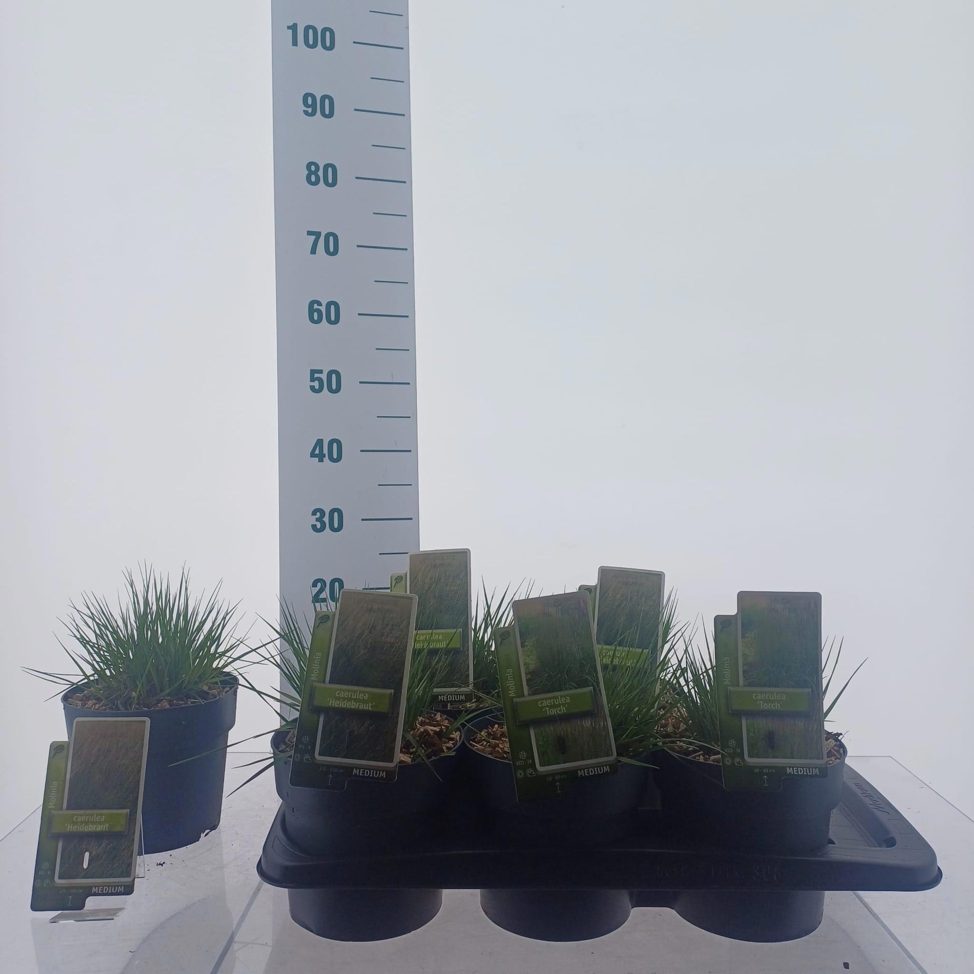 Molinia caerulea mix 25cm 17cm Pot