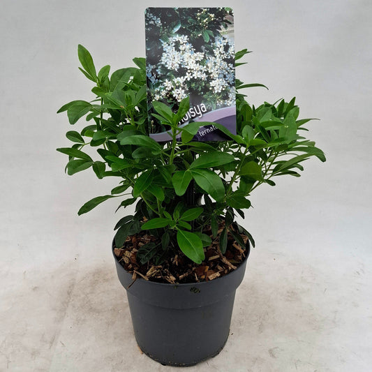 Choisya ternata Aztec Pearl 25cm 17cm Pot