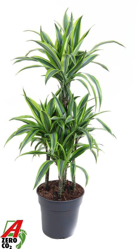 Dracaena fragrans Lemon Lime 110cm 24cm Pot