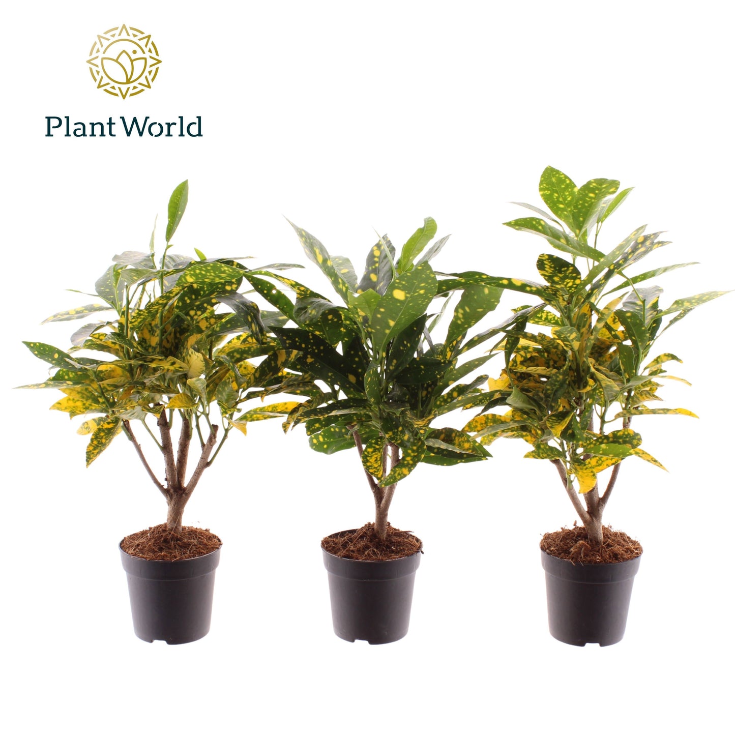 Codiaeum Gold Sun 20cm 7cm Pot