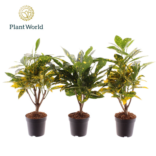 Codiaeum Gold Sun 20cm 7cm Pot