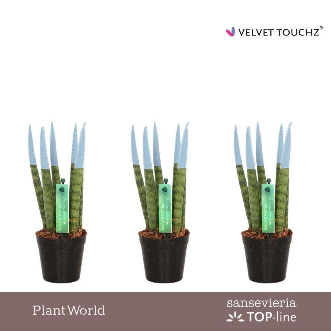 Sansevieria cylindrica 18cm 6cm Pot