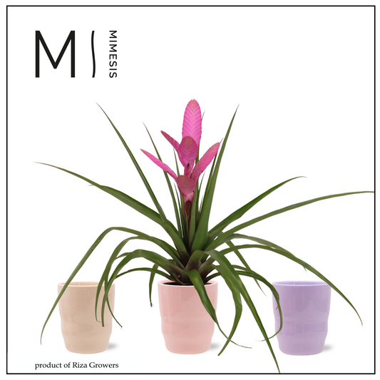 Tillandsia Antonio 45cm 12cm Pot