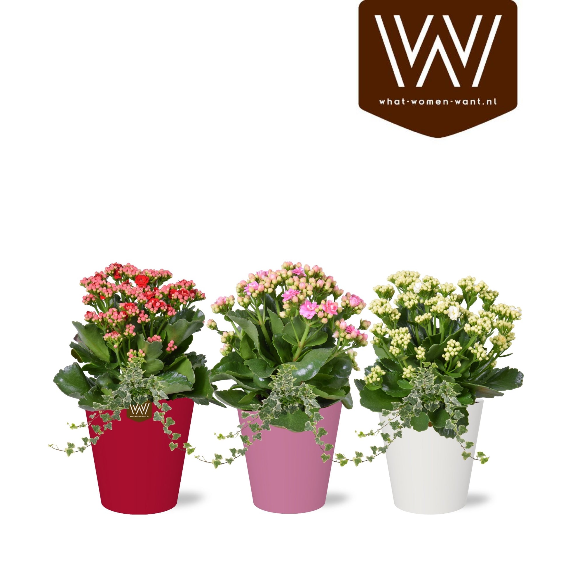 arr.  Plants 30cm 13cm Pot