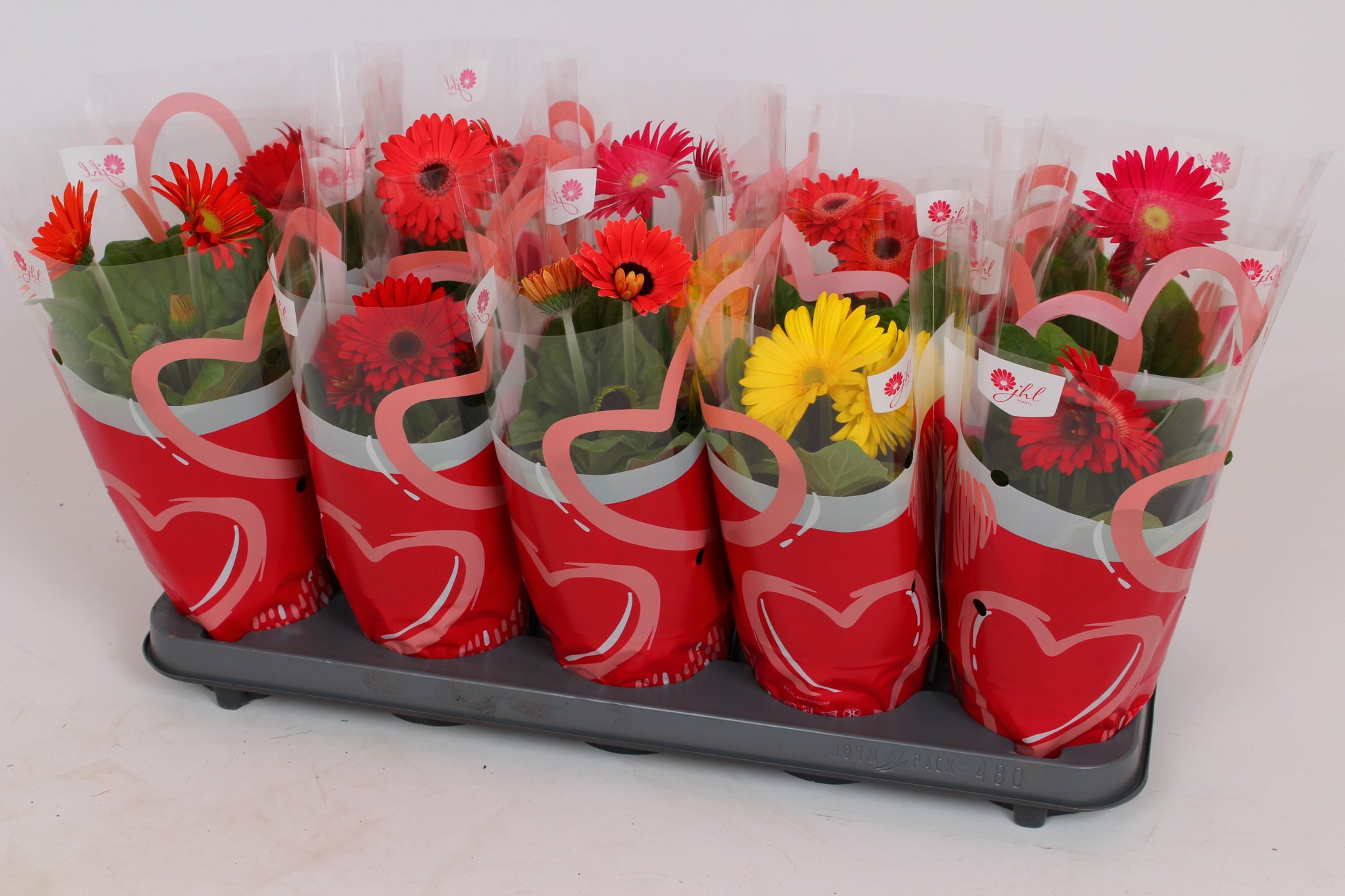 Gerbera Colourgame mix 30cm 12cm Pot