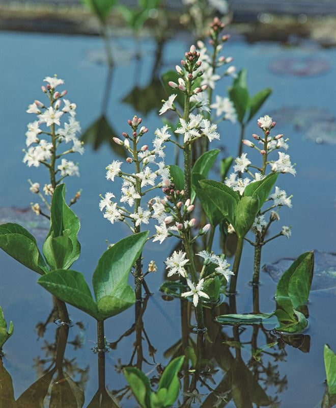 Waterplkw R. Moerings Menyanthes trifoliata Pack of 6
